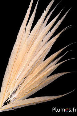 Goldfasan - gebleicht - 65-75 cm - creme